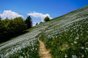 Narcise na golici