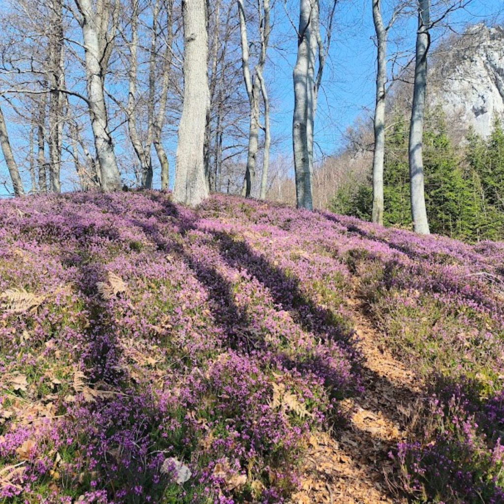 Vabilo – Tolsti vrh – Celjska koča